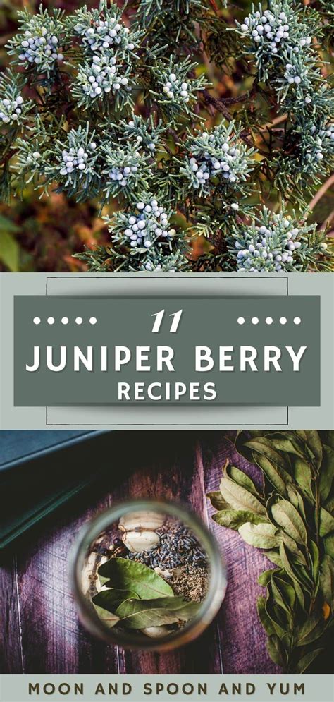 All about juniper berries 11 delicious juniper berry recipes – Artofit