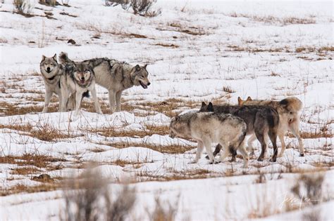 Wolf packs facing off during breeding season | Yellowstone | Wyoming ...