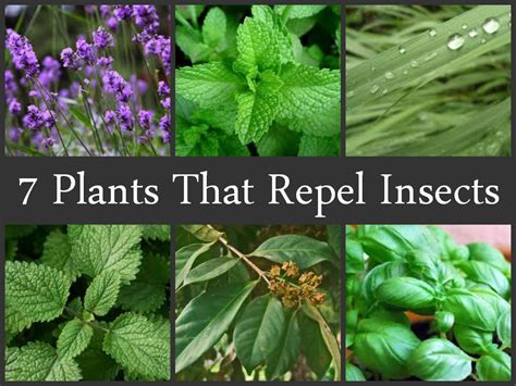 7 Plants That Repel Insects - Newquay Garden Centre