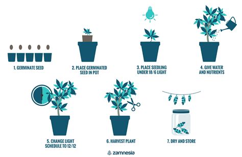 How To Grow Cannabis Indoors - How to grow weed