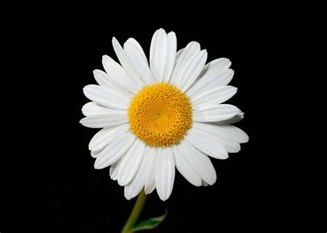 White and Yellow Daisy Flower Close-up Photography · Free Stock Photo