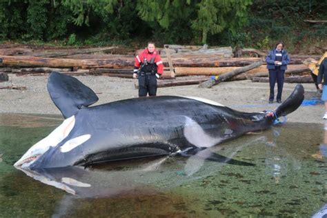 Dead orca with signs of blunt-force trauma found near Sechelt - BC ...