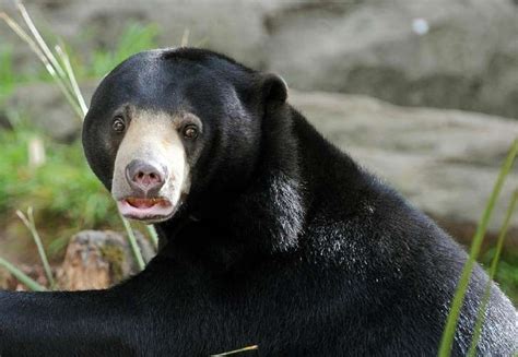 Sun bear attacks couple in Indonesia, killing woman - News - Emirates24|7