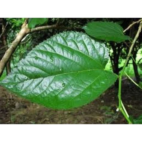 Mulberry Leaves | Mulberry leaf, Plant identification, Mulberry