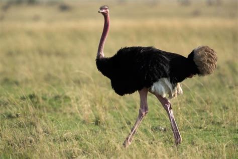 Can You Ride an Ostrich? Ethics & Facts | Pet Keen