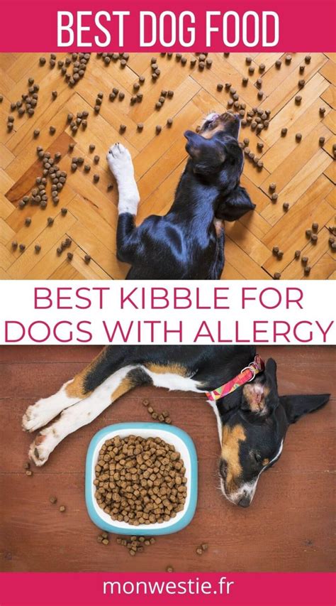 Best Kibble for Dogs with Allergies or Sensitive Stomachs in 2021