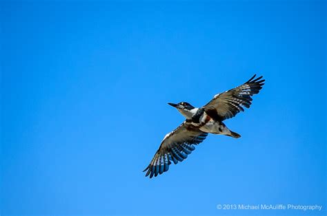 Belted Kingfisher In Flight - Michael McAuliffe Photography