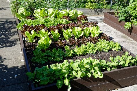 Inspirational Living Room Ideas - Living Room Design: What Vegetables Grow Best In Raised Garden ...