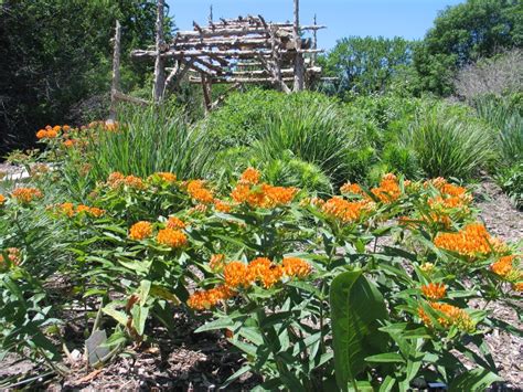 How to Design a Native Plant Garden - Dyck Arboretum