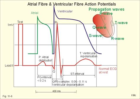 Cardiac Action Potential Ecg