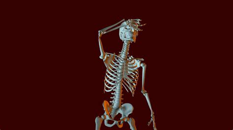 Dancing Skeleton Animation Stock Motion Graphics SBV-300272916 - Storyblocks