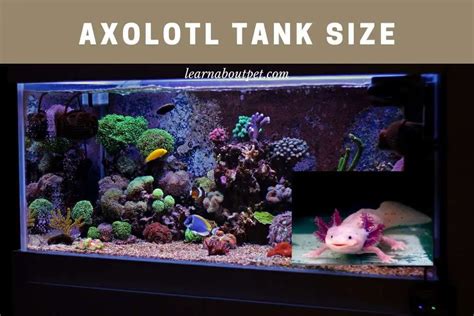 Axolotl Tank Size : 5 Smart Factors For Clear Decision 2024