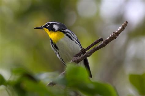 Ann Brokelman Photography: Yellow-throated warbler in florida Dec 2015