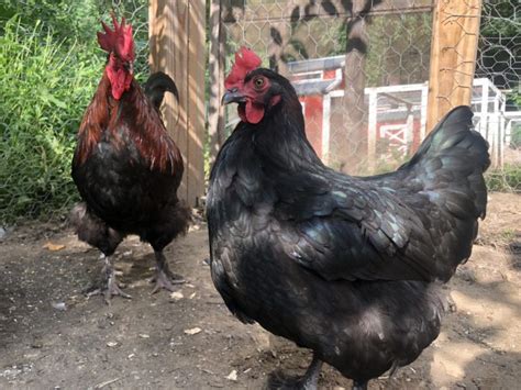 About Marans Chickens: French Chocolate Colored Egg Layers