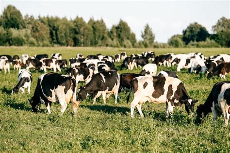 Stado Czarno-białych Krów W Lecie Słoneczny Pole Na Wsi Na Pastwisku. śmieszna Ssaków Zwierząt ...