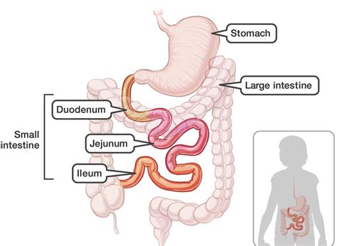 Small Intestine- Structure , Functions and Movement in the Digestive ...