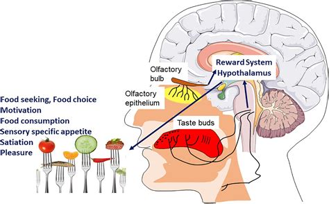 Frontiers | COVID 19-Induced Smell and Taste Impairments: Putative Impact on Physiology