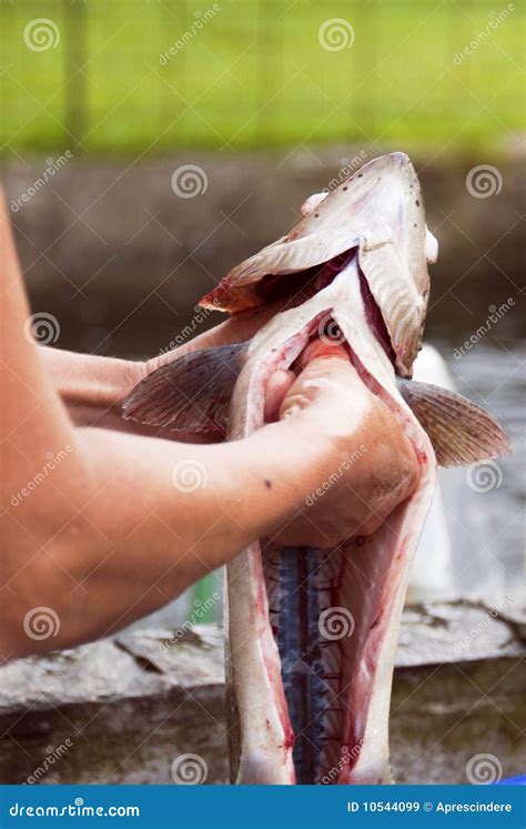 Cleaning Fish Royalty Free Stock Images - Image: 10544099