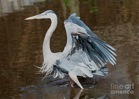 Great Blue Heron Feathers Photograph by Carol Groenen - Fine Art America