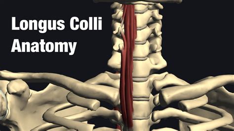 Anatomy and function of longus colli - YouTube