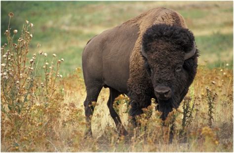 What is the State Animal of Kansas? | WhatsAnswer