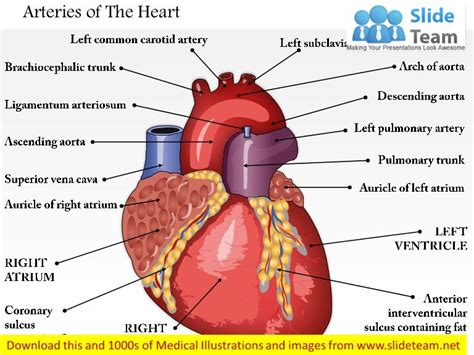 Arteries of the heart medical images for power point