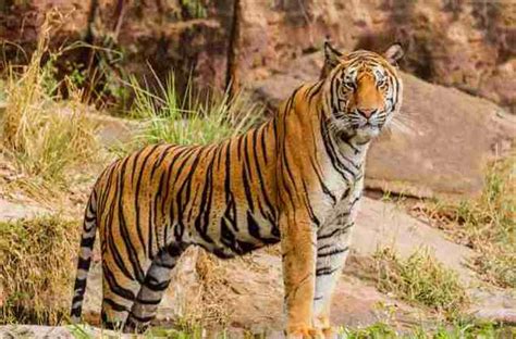 Indian National Animal - The Bengal Tiger - SaralStudy