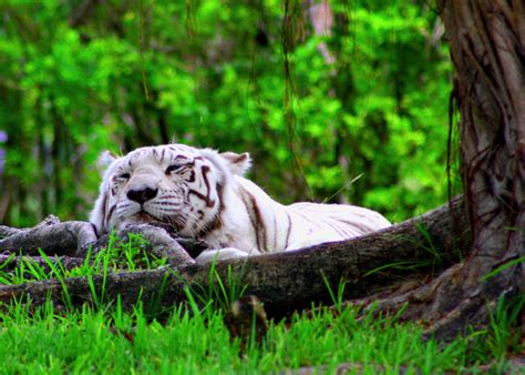 White Tiger | The Biggest Animals Kingdom