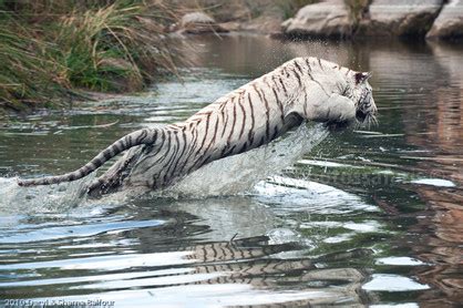 Tigers in Africa - The Home of Daryl & Sharna Balfour Safaris