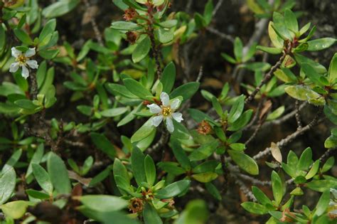 Pemphis acidula (Lythraceae) image 31357 at PhytoImages.siu.edu