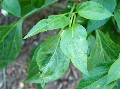 Health Benefits of Chili Leaves - FOW 24 NEWS