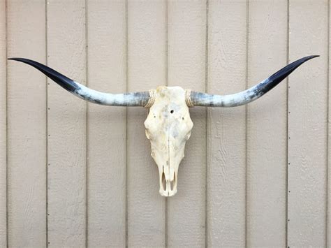 Texas Longhorn Skulls – Texas Mounted Longhorns