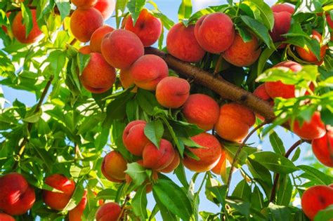 When to Fertilize Peach Trees » Top Tips