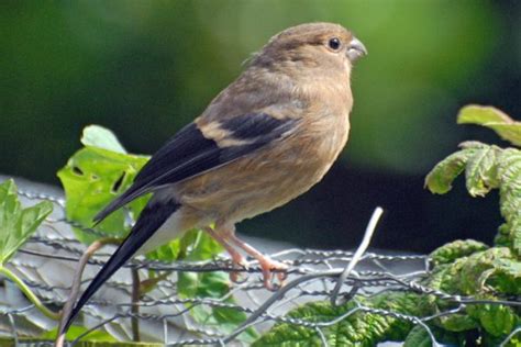 Bullfinch - BirdWatch Ireland