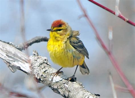 One Jackdaw Birding: Palm Warblers arrivals and departures