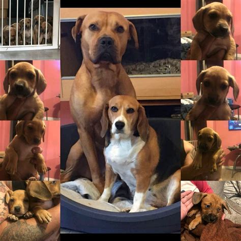 Beagle cross mastiff puppies ready to go | in Dagenham, London | Gumtree