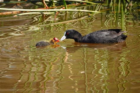 Eurasian Coots | Feeding time. | Rodger Scott | Flickr