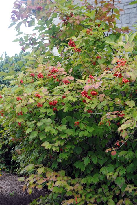 Viburnum trilobum Cranberry Vib | Backyard fences, Fence plants, Fence landscaping