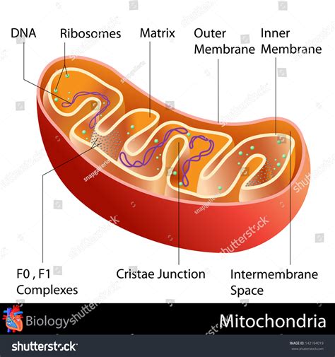 Easy Edit Vector Illustration Mitochondria Diagram Stock Vector (Royalty Free) 142194019 ...