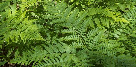 Types Of Ferns And Their Names