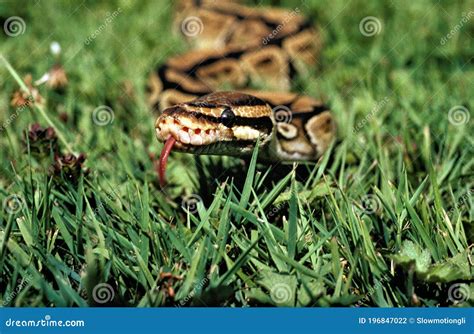 Royal Python, Python Regius with Tongue Out Stock Photo - Image of ...