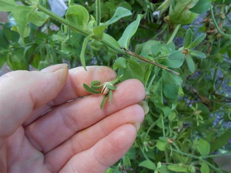 Sproutsandstuff: Saving Petunia Seeds