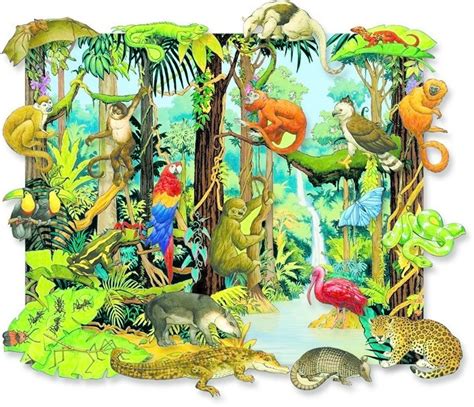 Animals In South America Rainforest