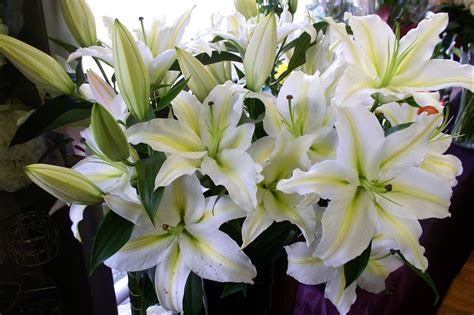 Bouquet of white Lily flowers HD wallpaper | Wallpaper Flare