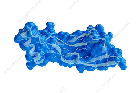 GDF15 protein, illustration - Stock Image - F037/9388 - Science Photo Library