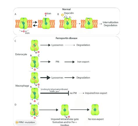 Biology of ferroportin and postulated pathobiology of Ferroportin... | Download Scientific Diagram