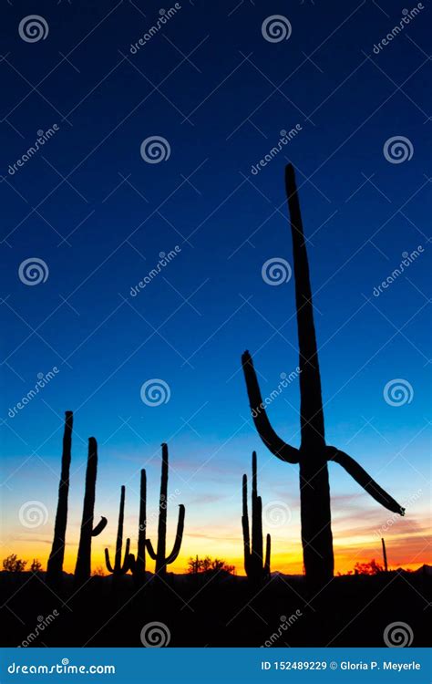 Saguaro Cactus Silhouette Againt Vibrant Night Sky Stock Image - Image of indiginous, black ...