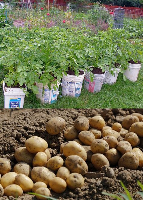 Grow Potatoes in Containers & Bags: 8 Best Secrets! - A Piece Of Rainbow