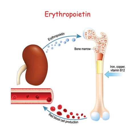 Red Blood Cell - The Definitive Guide | Biology Dictionary