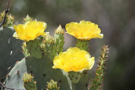 The Azure Gate: Prickly Pear Cactus Flowers - They're Everwhere